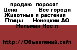 продаю  поросят  › Цена ­ 1 000 - Все города Животные и растения » Птицы   . Ненецкий АО,Нельмин Нос п.